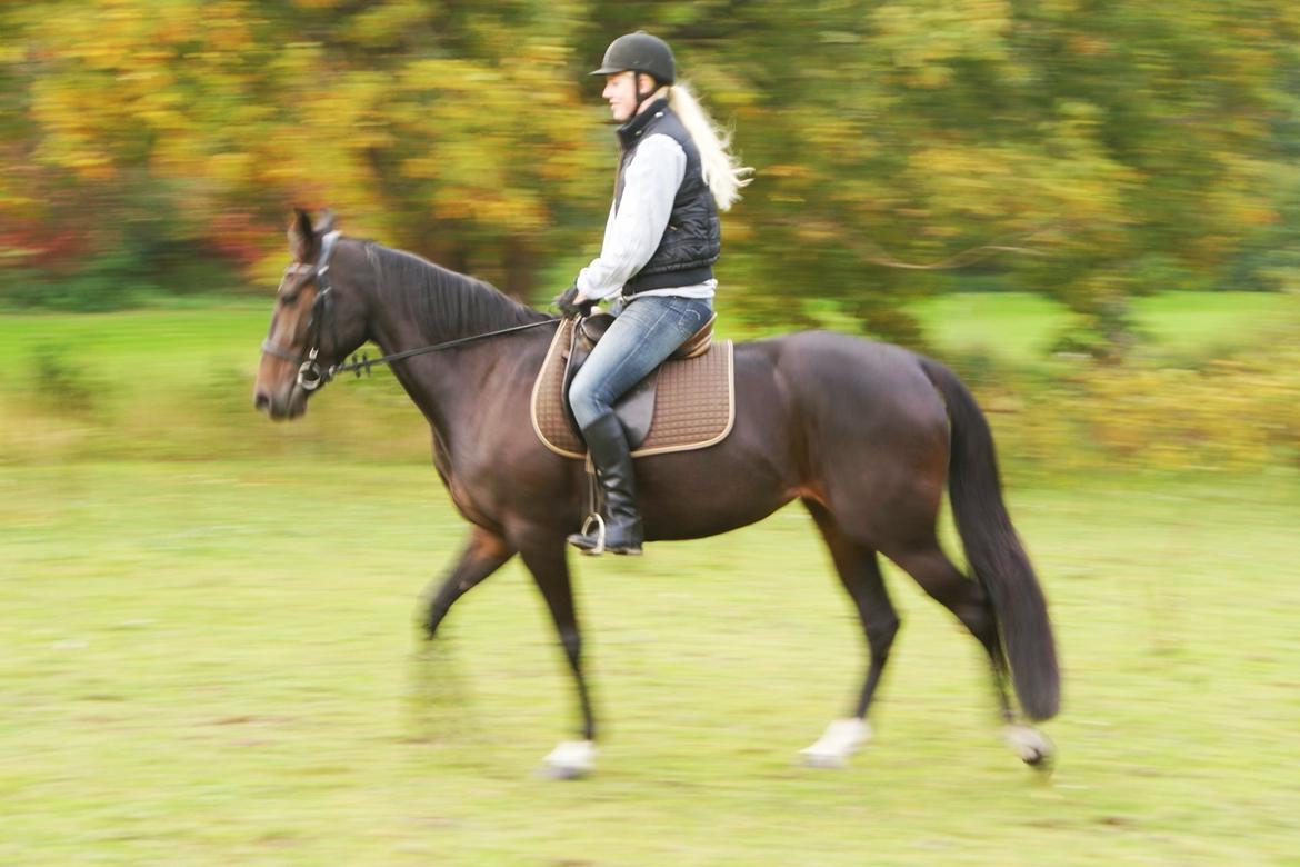Traver Alica Gold  - Da jeg var ude og prøve hende, hun var bare en stjerne. billede 12