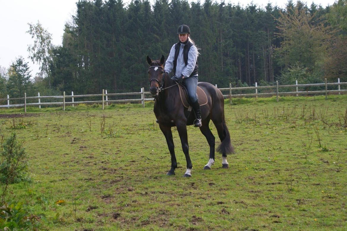 Traver Alica Gold  billede 13