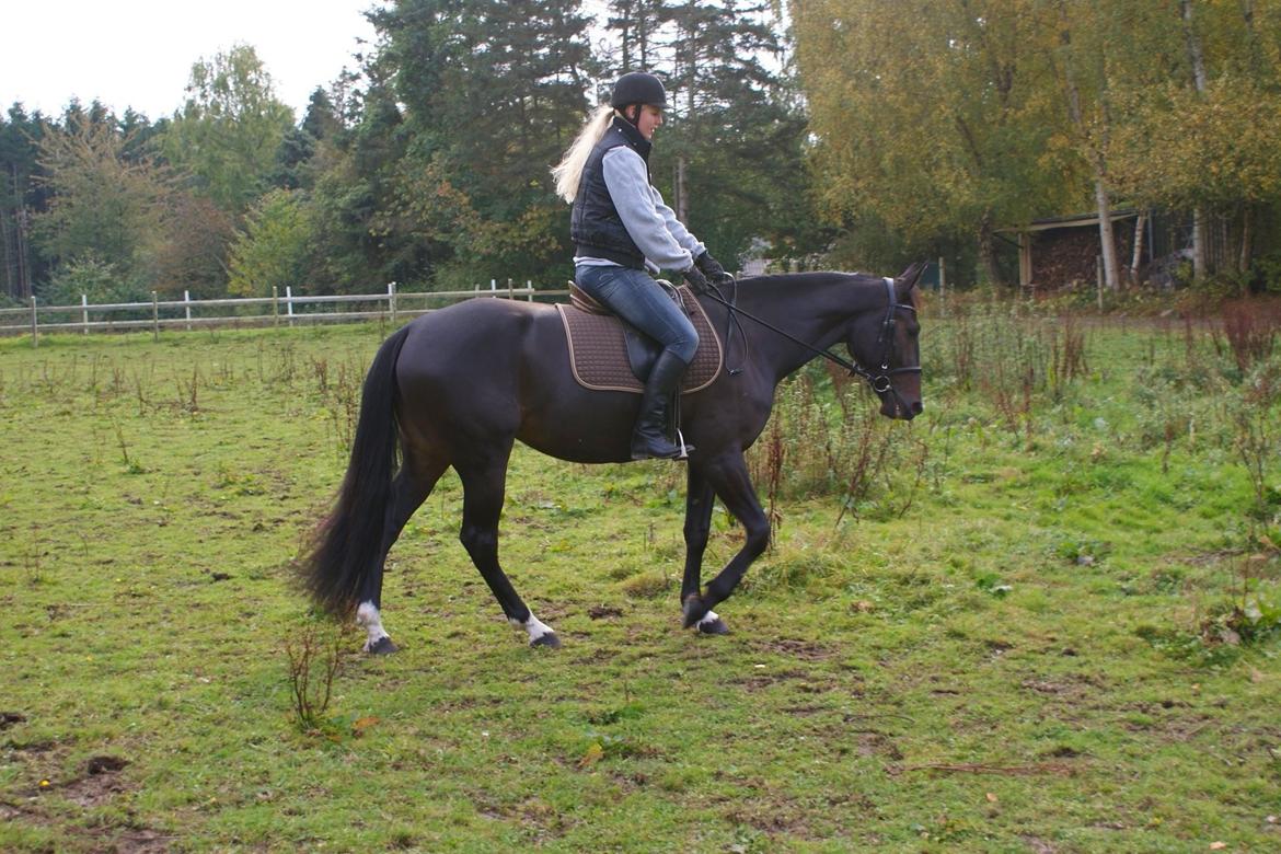 Traver Alica Gold  billede 14