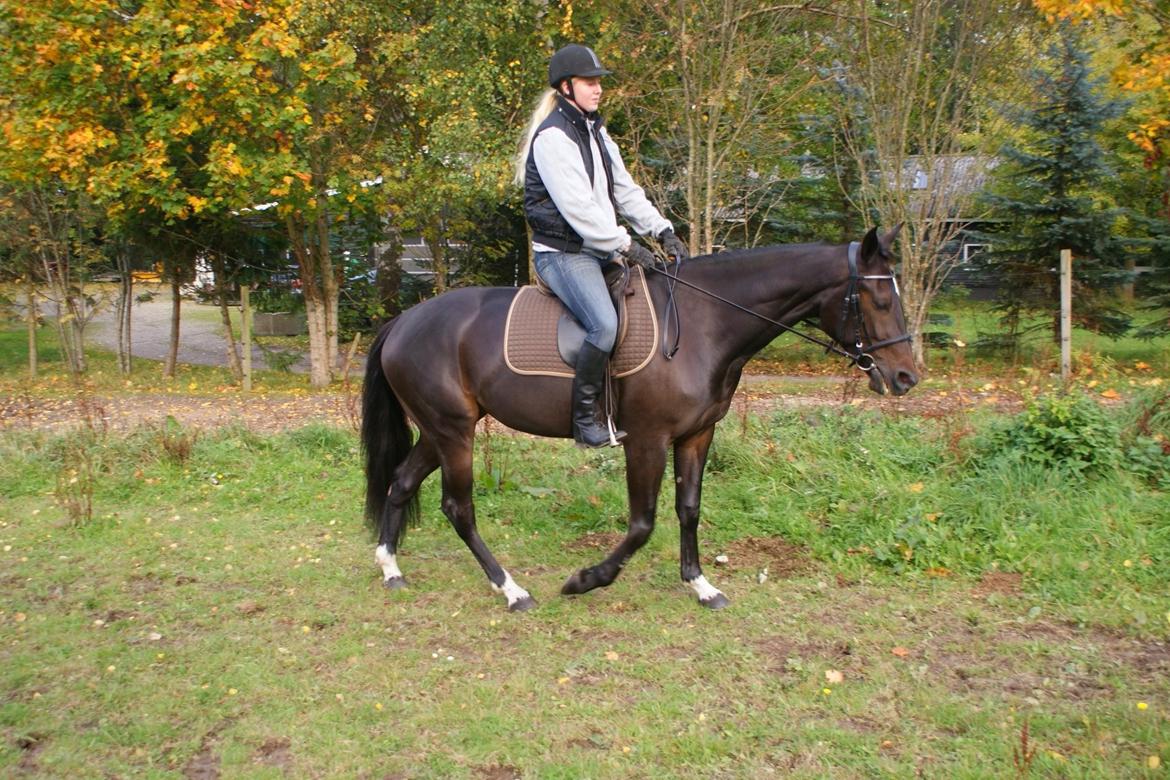 Traver Alica Gold  billede 15