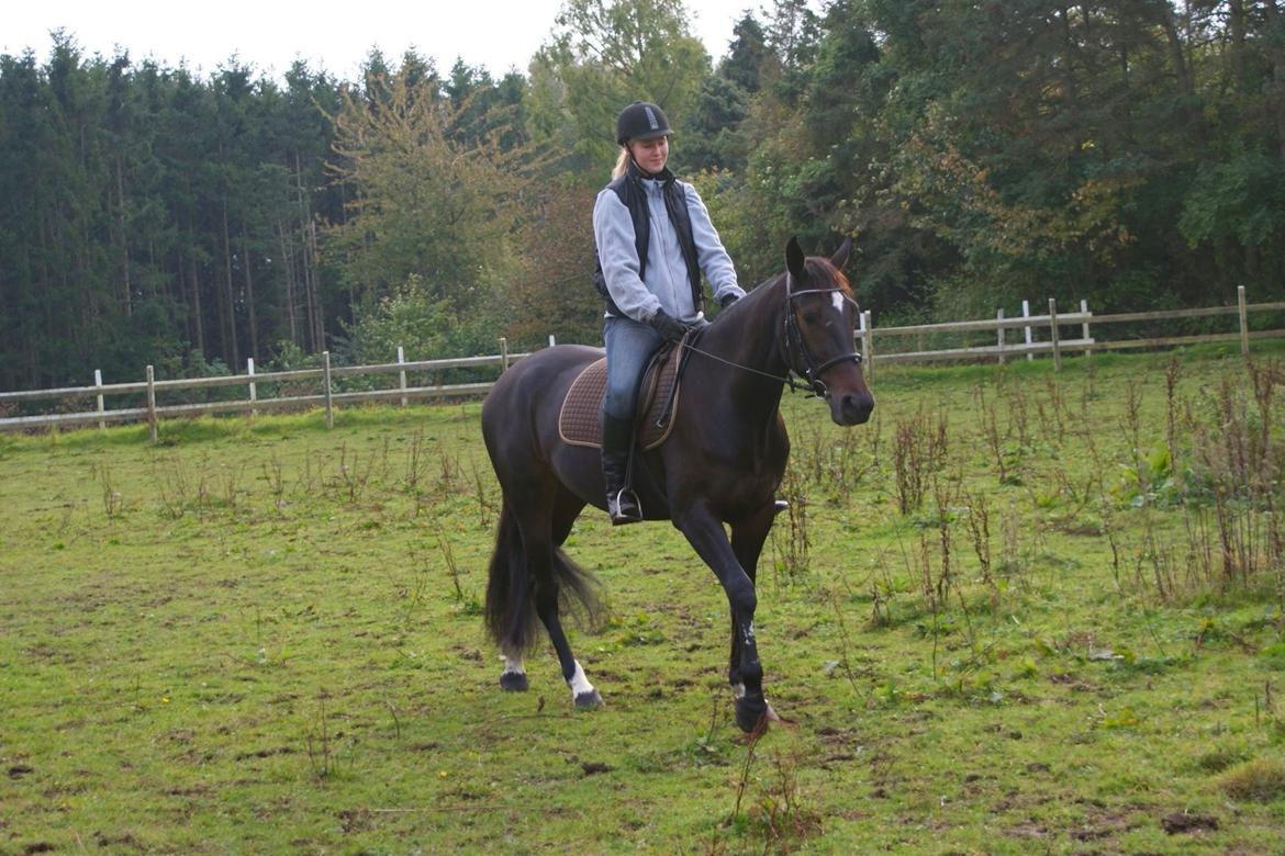 Traver Alica Gold  billede 16