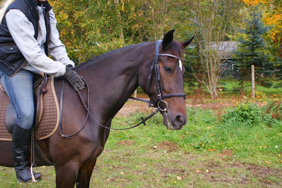 Traver Alica Gold  billede 17