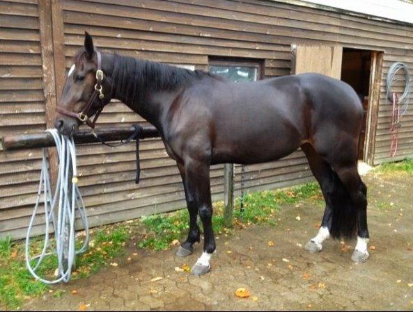 Traver Alica Gold  - Lidt dårlig kvalitet, men fra hendes salgsannonce, var bare helt solgt da jeg så hende første gang billede 20