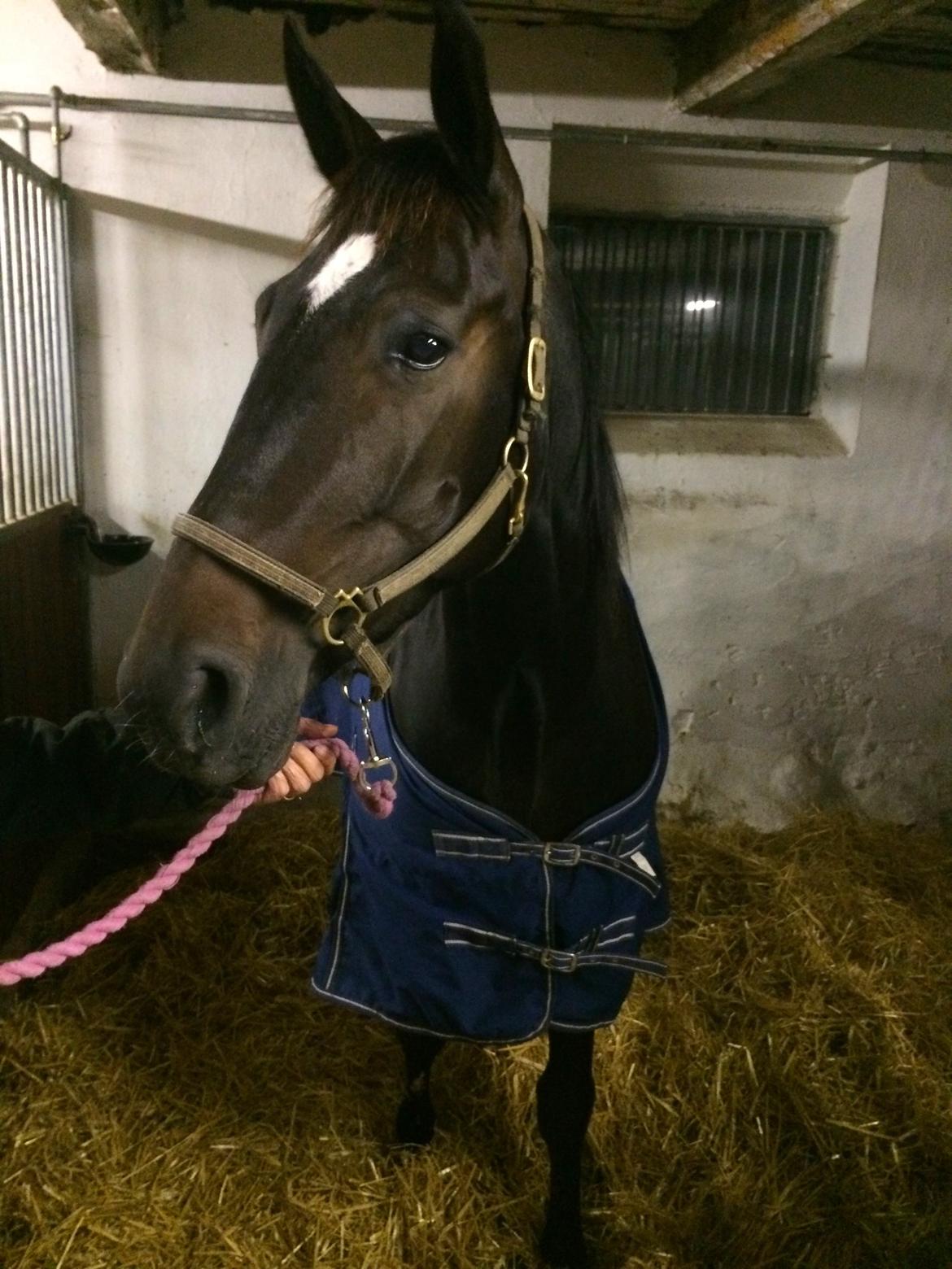 Traver Alica Gold  - Lige ankommet til hendes nye hjem hos os, og hun tog det så pænt. billede 25