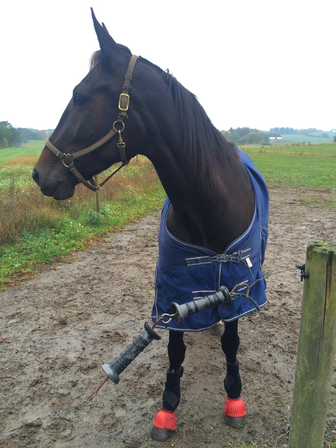 Traver Alica Gold  - Første dag på fold, og hun forstår ikke helt at hun skal følge med de andre hopper ud på den store fold. billede 38
