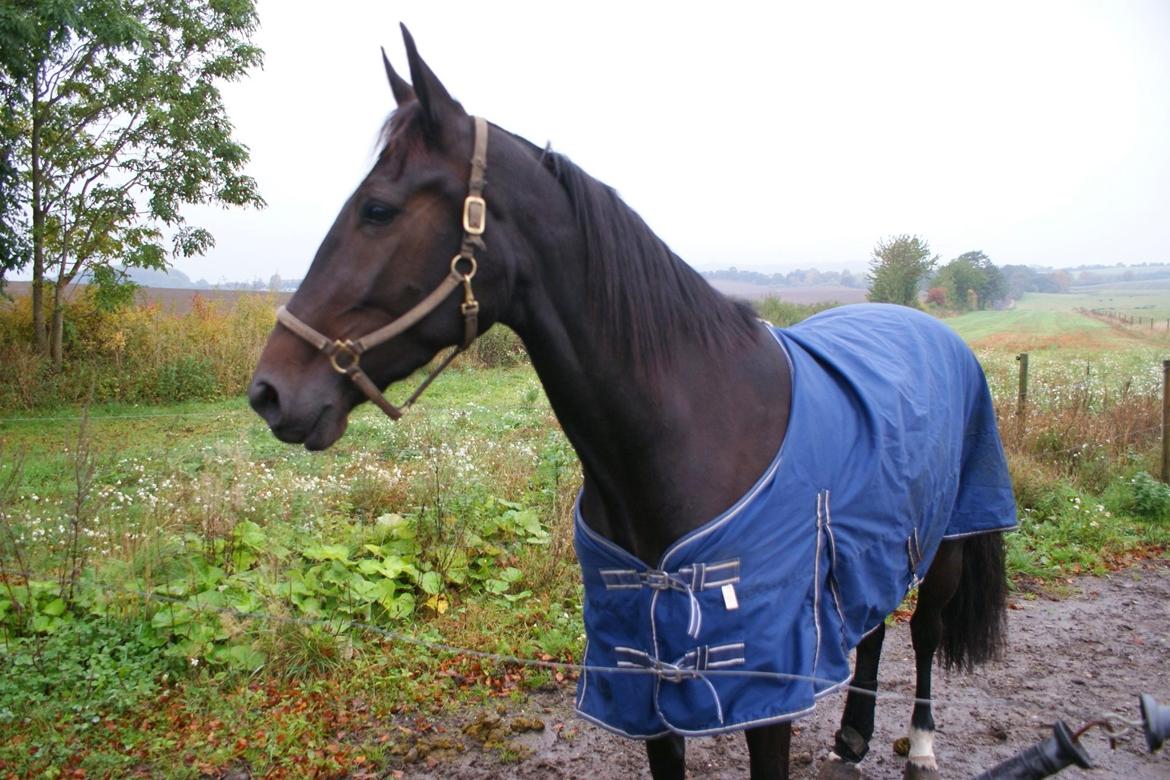 Traver Alica Gold  - Lækker det er hun altså <3 billede 39