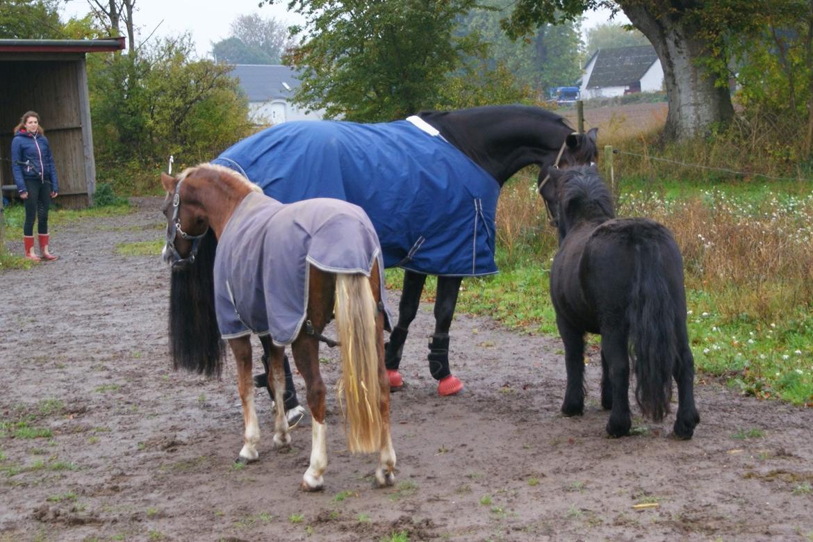 Traver Alica Gold  - Nye små mærkværdige venner, man er jo kun vant til store heste ;) billede 40