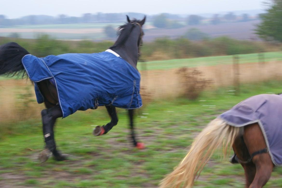 Traver Alica Gold  - Når enden er god, ja så er man stdig en travhest, men en flot en af slagsen <3 billede 41