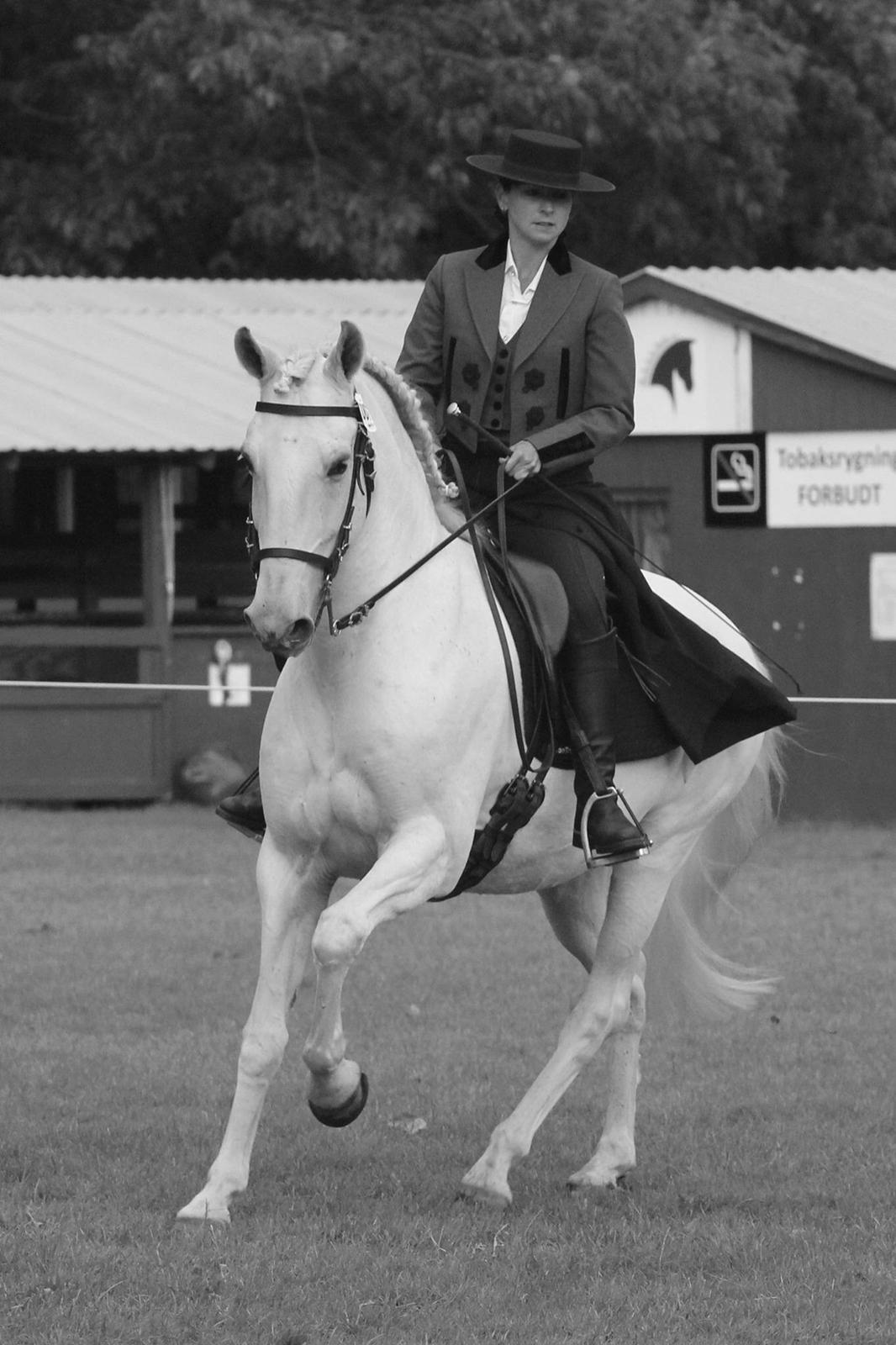 Lusitano Zapatero (spa) billede 45