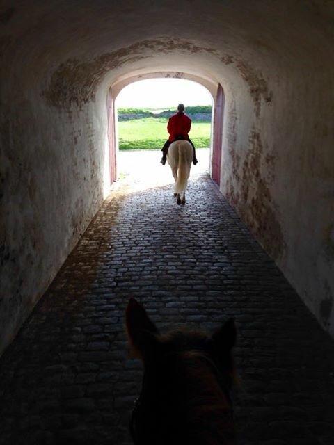 Lusitano Zapatero (spa) billede 48