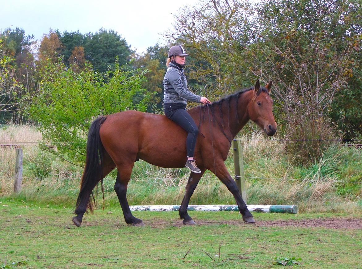 Anden særlig race Mr. Moonwalk | Himmelhest - 12. oktober 2015 - mig og Moonwalk i cordeo for 2. gang.  billede 17