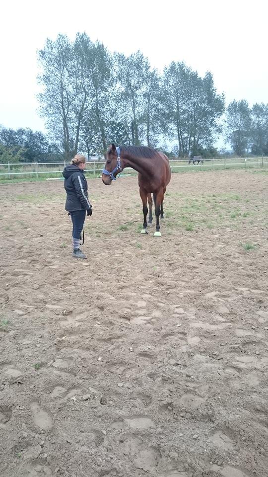 Fuldblod (XX) Pingus - Hygge på banen med Pingus.  billede 7