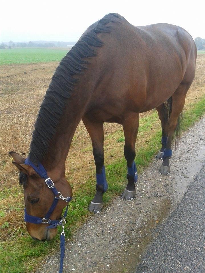 Fuldblod (XX) Pingus - Men nogle gange, kan det også gå lidt for roligt! Der blev holdt nogle pauser undervejs. billede 11
