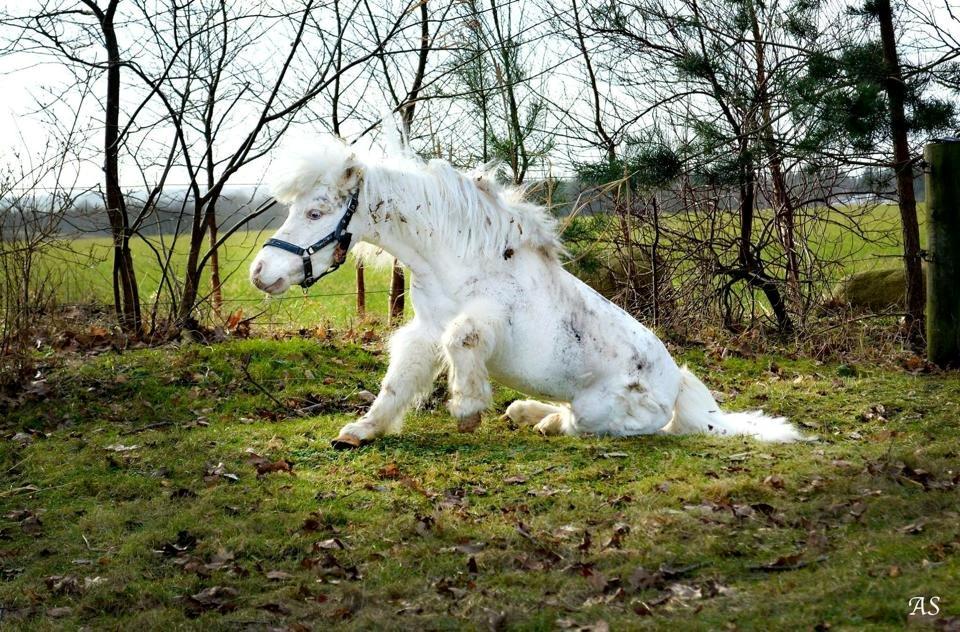 Amerikansk Miniature Marielund's Incredible  - Februar 2015 | billede 12