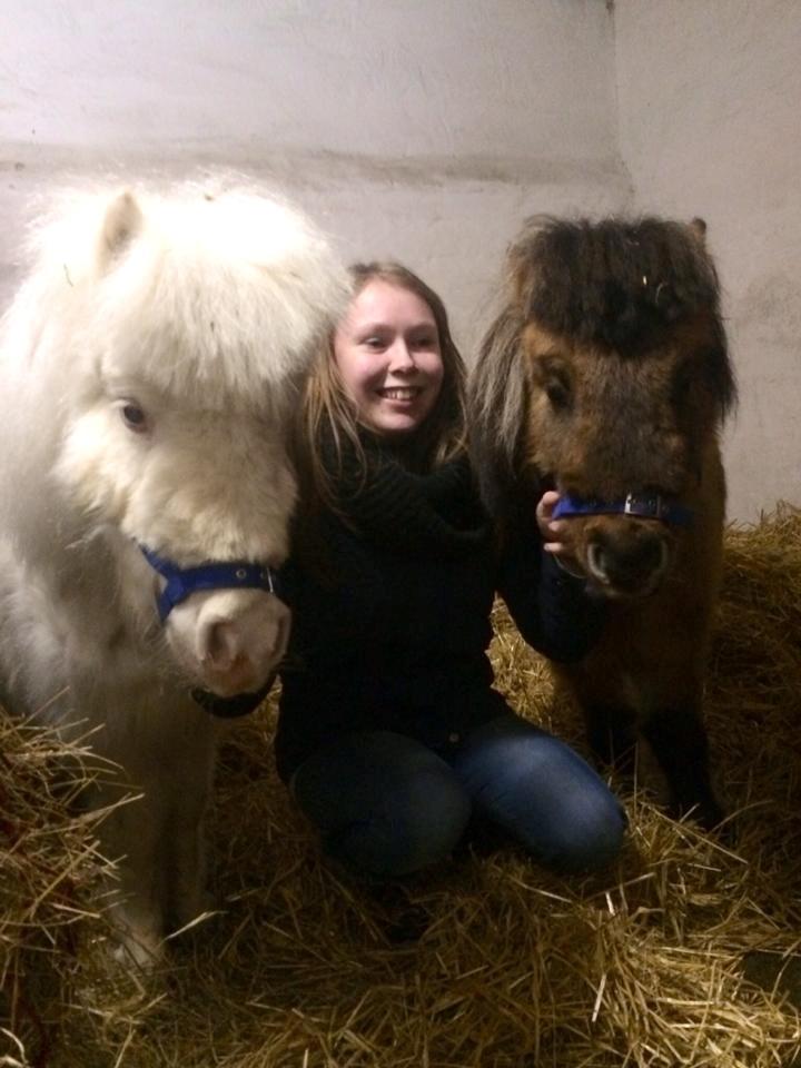 Amerikansk Miniature Marielund's Incredible  - Januar 2015 | Lige ankommet :) billede 14