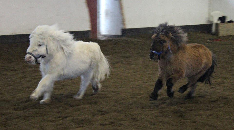 Amerikansk Miniature Marielund's Incredible  - Januar 2015 | billede 13