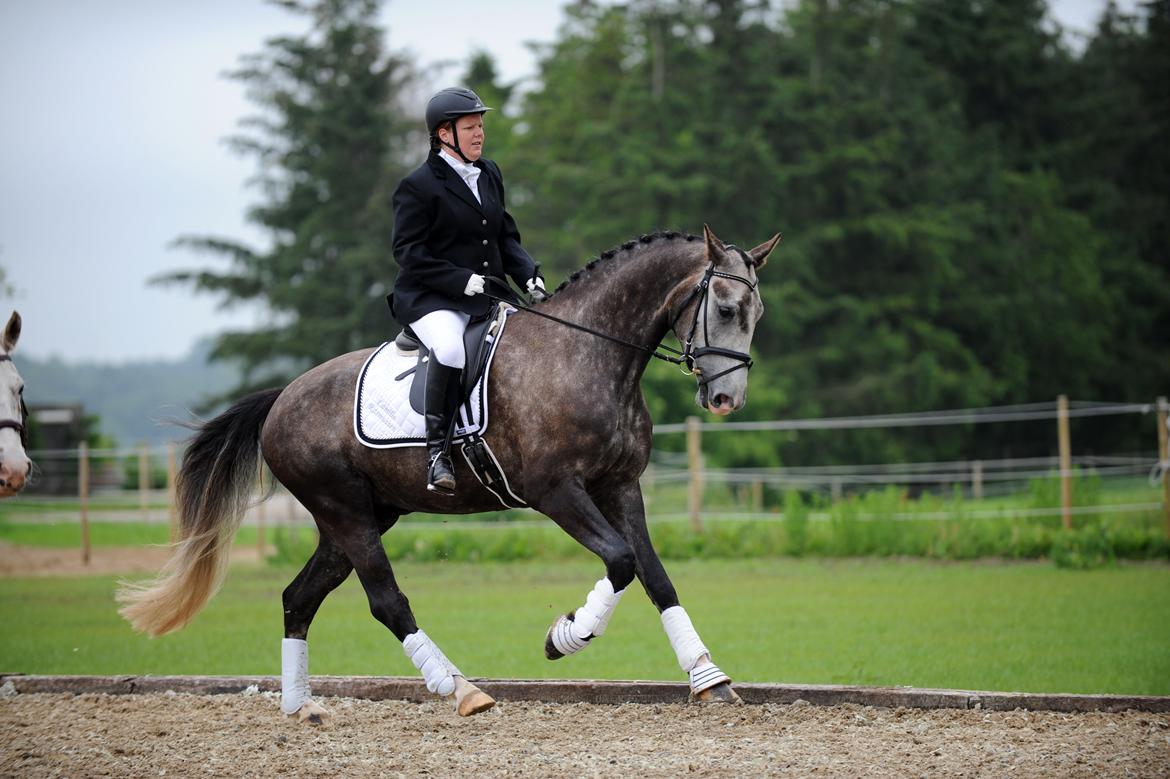 Anden særlig race Stendalsgaards d'luxe [Himmelhest] billede 1