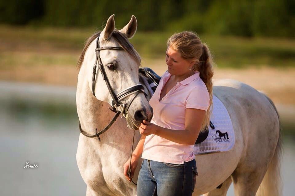 Arabisk fuldblod (OX) HELIKON OX billede 1