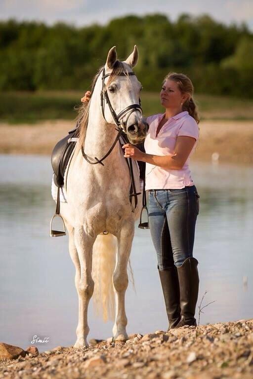 Arabisk fuldblod (OX) HELIKON OX billede 4