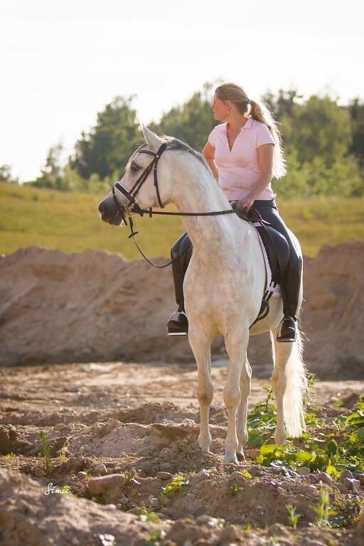 Arabisk fuldblod (OX) HELIKON OX billede 8