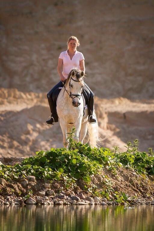 Arabisk fuldblod (OX) HELIKON OX billede 14
