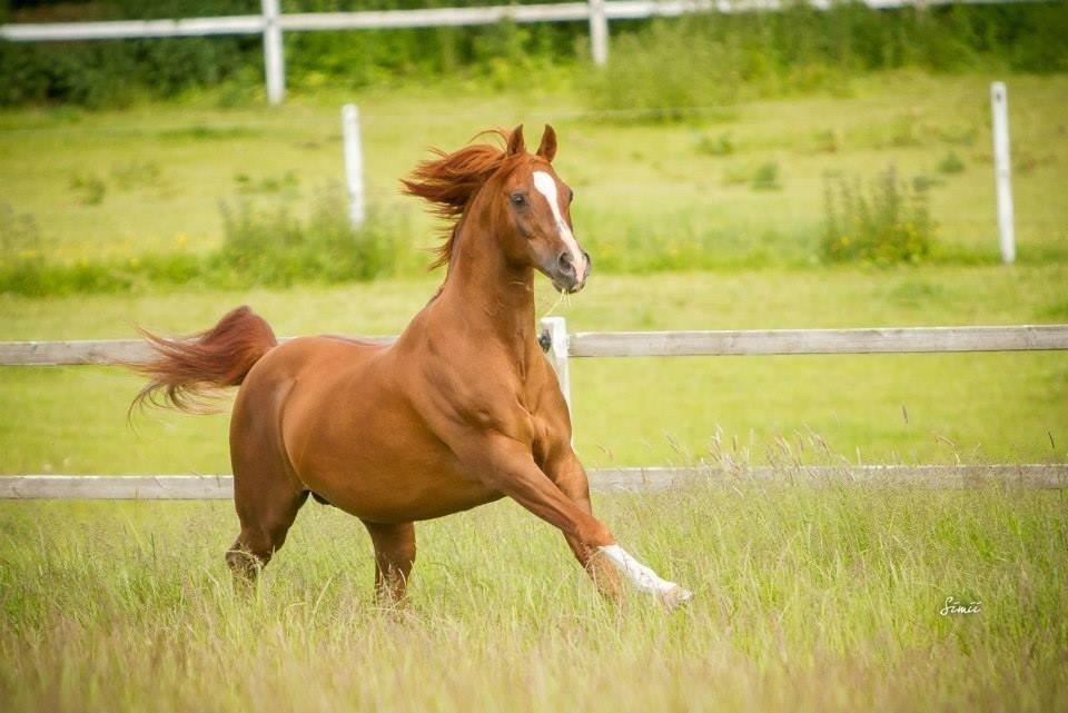 Arabisk fuldblod (OX) WESTERN OX 1995-2019 RIP billede 11