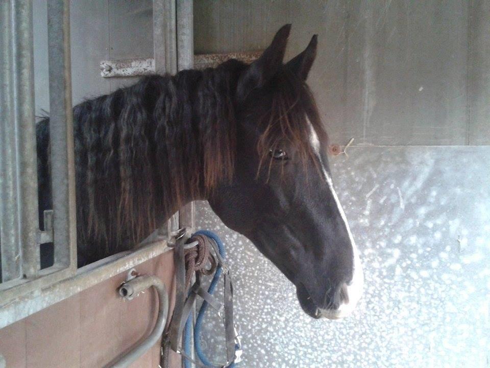 Dansk Varmblod Mosegårdens Derello "Frost" <3 billede 13