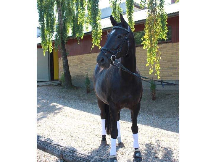 {{currentPhoto.altText}} billede {{currentPhoto.number}}