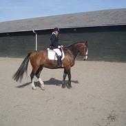 Dansk Varmblod Buller