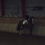 Dansk Varmblod Buller