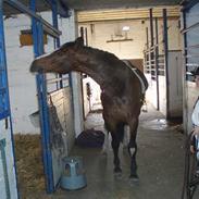 Dansk Varmblod Buller