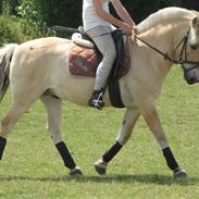 Fjordhest Sofus Stanstorp Solgt