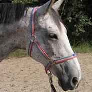 Hollandsk Varmblod Merurius