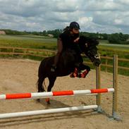 New Forest Brentebjerg'S Unique