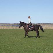 Anden særlig race Black Beauty af Rye