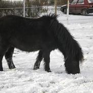 Anden særlig race Magnus R.I.P 19-01-2013