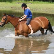 Dansk Varmblod Golden Virginia *Aflivet*