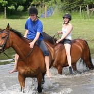 Dansk Varmblod Golden Virginia *Aflivet*