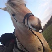 Fjordhest Shantih - solgt :'(