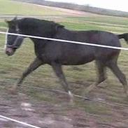 Anden særlig race Faighters Fa-Z