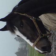 Anden særlig race Faighters Fa-Z