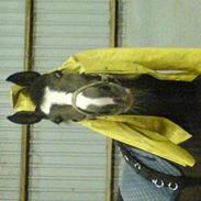 Anden særlig race Faighters Fa-Z