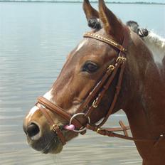 Anden særlig race Cool Spot*SOLGT*