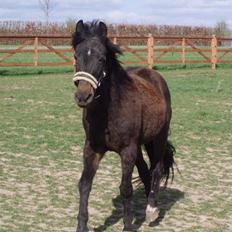 Anden særlig race Beauty †RIP†