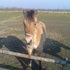 Anden særlig race Gravgaard's Mille