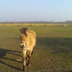 Anden særlig race Gravgaard's Mille