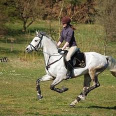 Anden særlig race Tristan <3