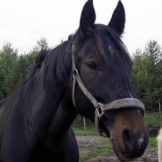 Oldenborg Cille 