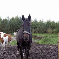 Oldenborg Cille 