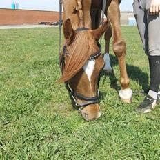 Anden særlig race Merza´s Bosalino <3